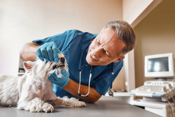 Best Cracked Tooth Emergency Dentist  in Ojus, FL